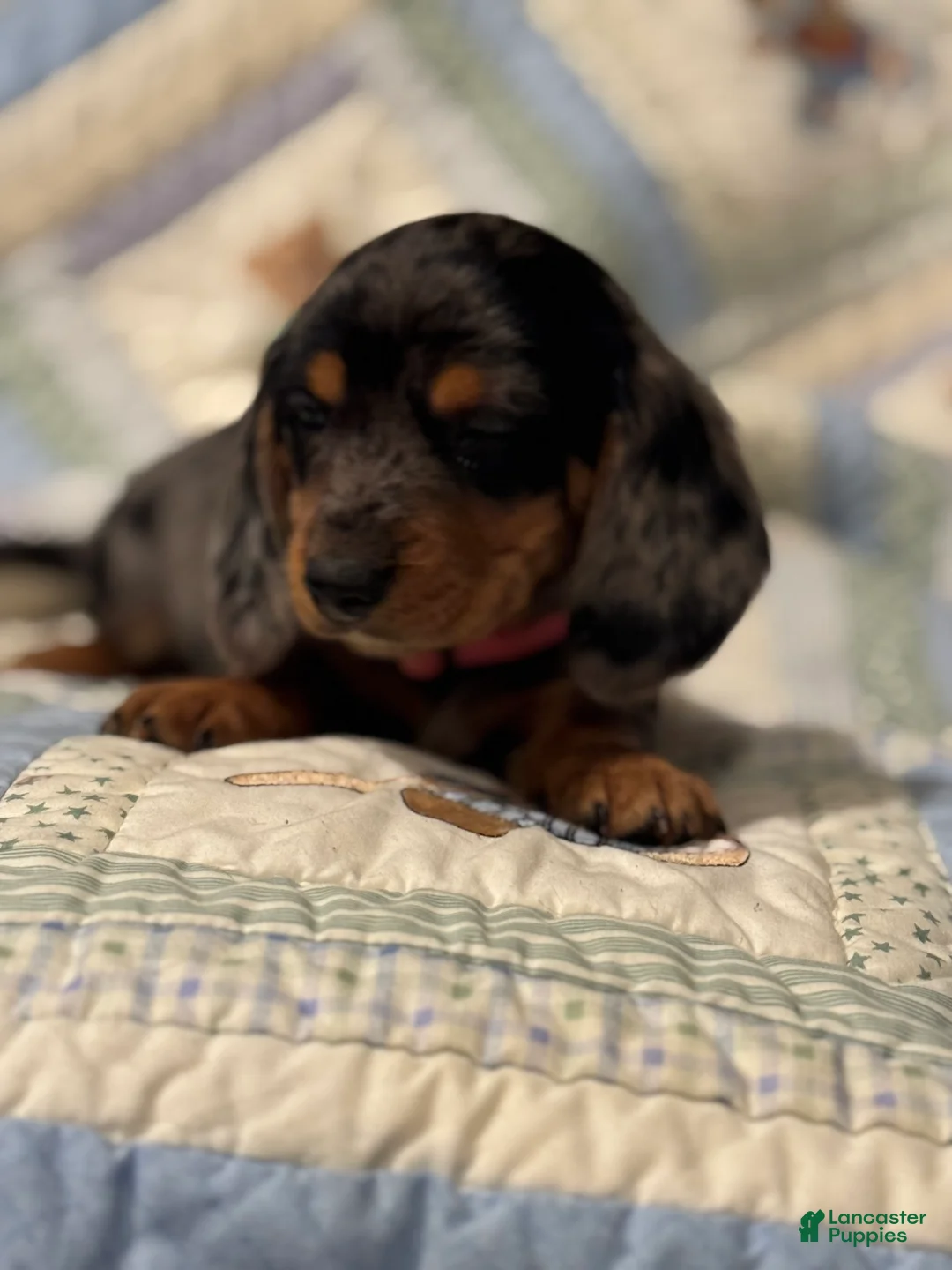 Mixed Breed dogs for sale: Violet - Ad 1