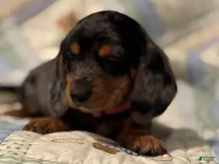 Mixed Breed dogs Violet - Ad 42