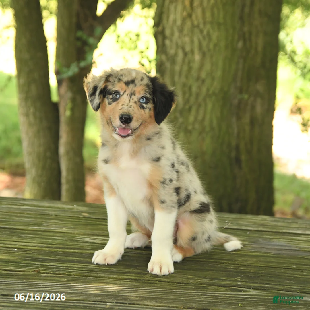 Border Collie dogs for sale: Freckles - Ad 1