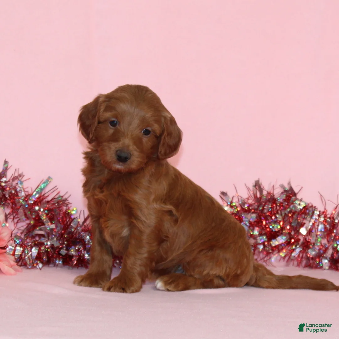 Mini Goldendoodle dogs for sale: Arlo - Ad 3