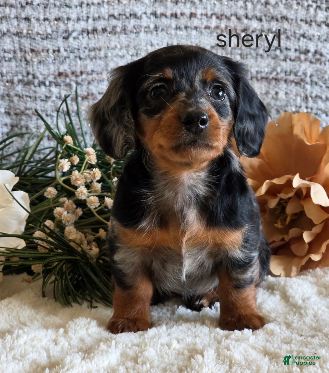 Miniature Dachshund dogs for sale: Sheryl - Ad 2