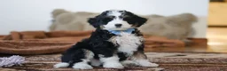 Mini Bernedoodle dogs for sale: Liam - Ad 3