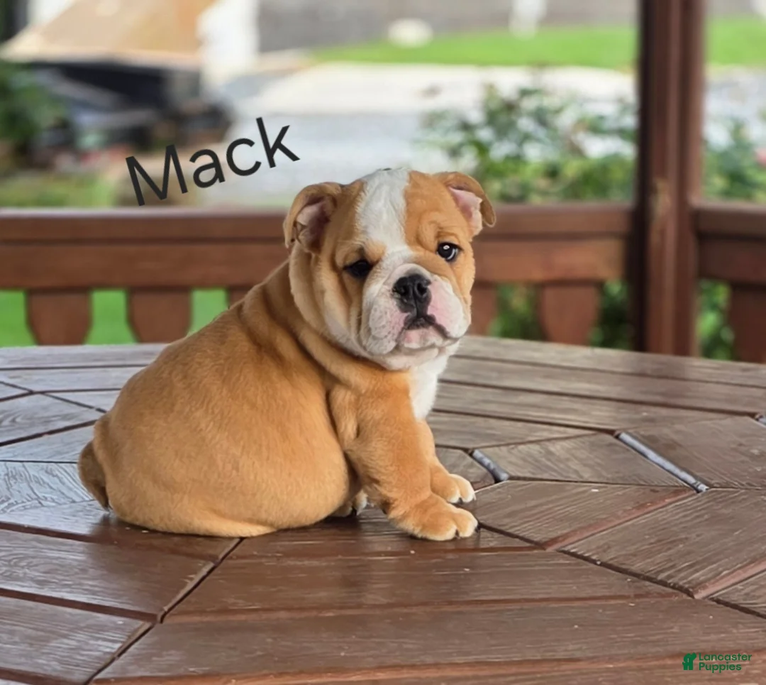 English Bulldog dogs for sale: English Bulldog 1 - Ad 1