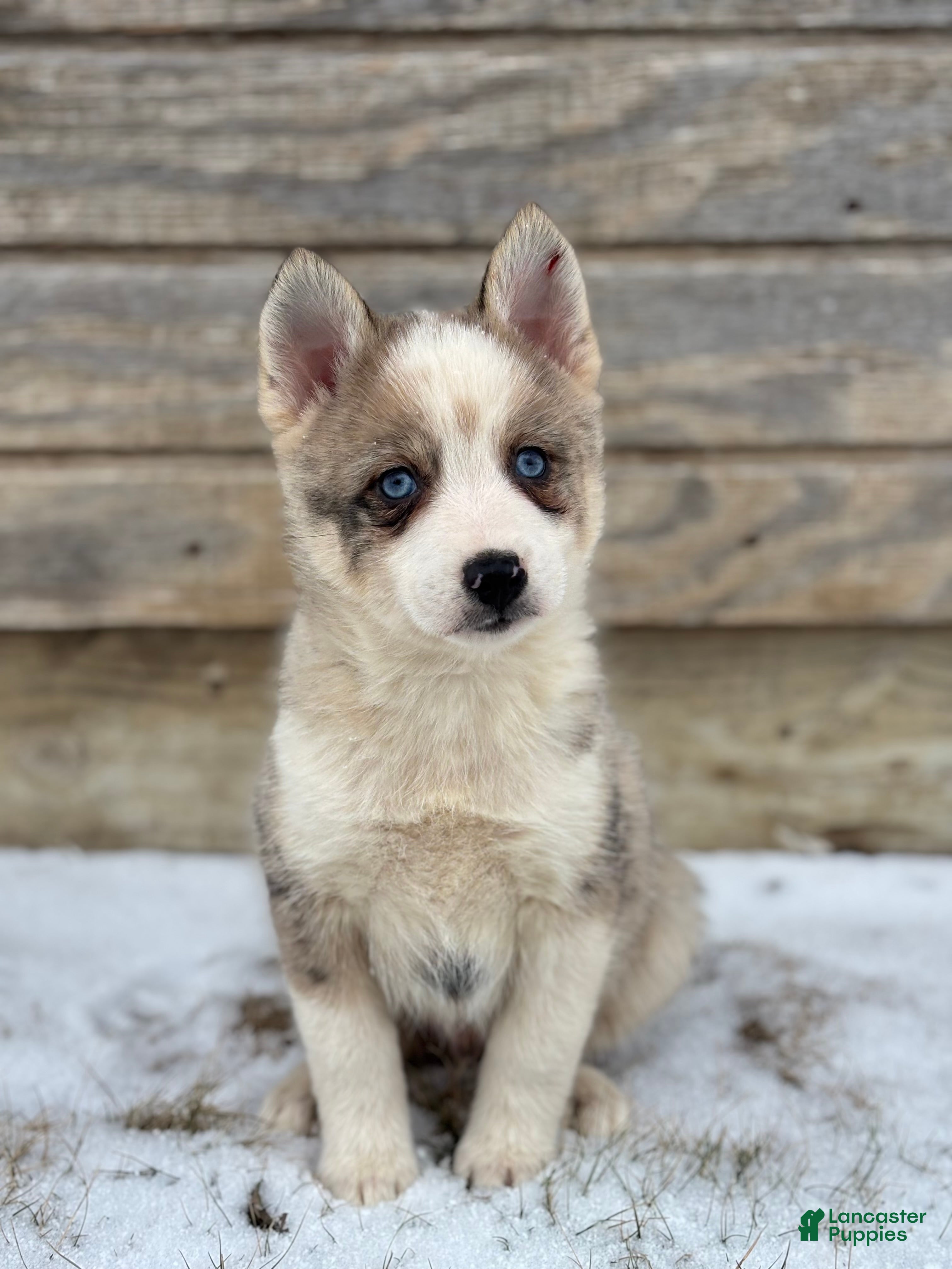 Pomsky dogs Gavin - Ad 7