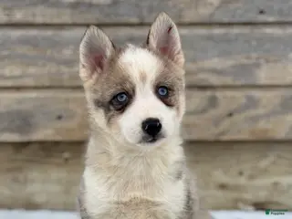 Pomsky dogs Gavin - Ad 12