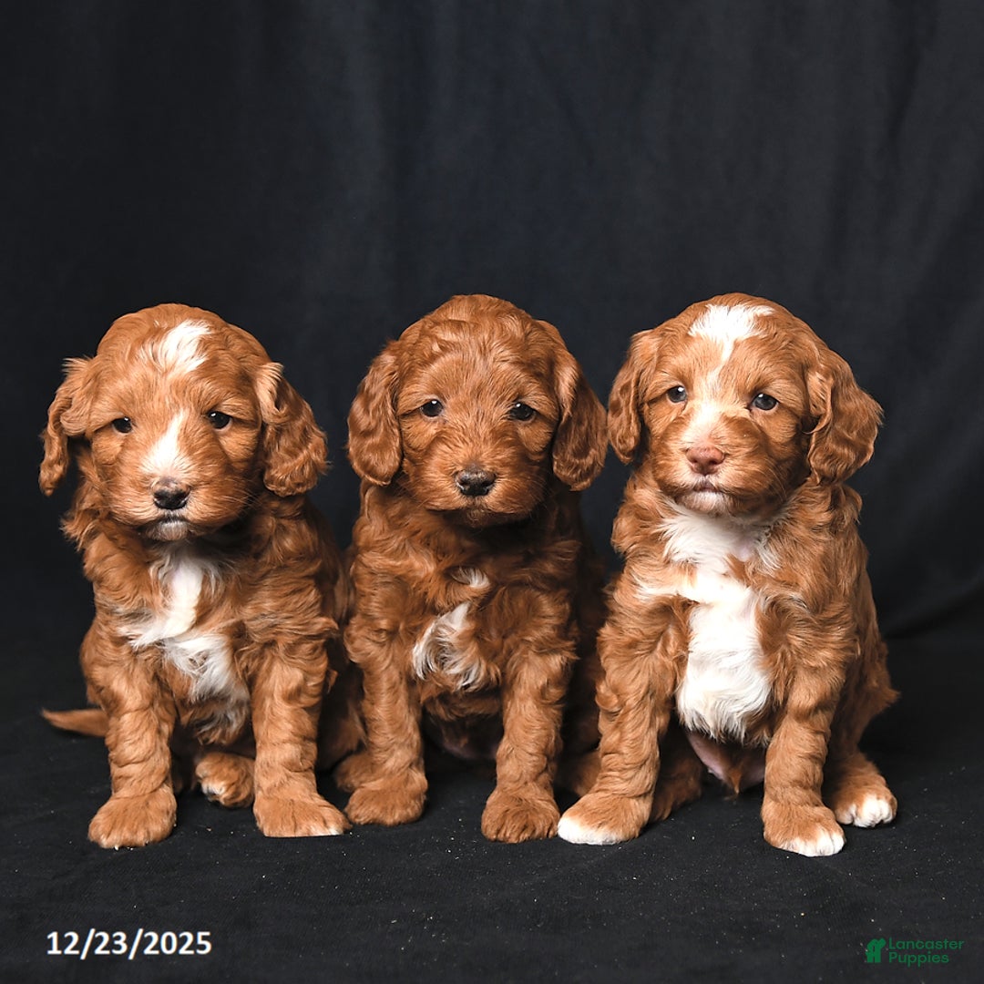 Cockapoo dogs for sale: Jingles - Ad 5