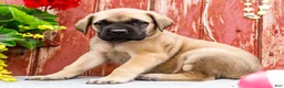 English Mastiff dogs for sale: Morris - Ad 10