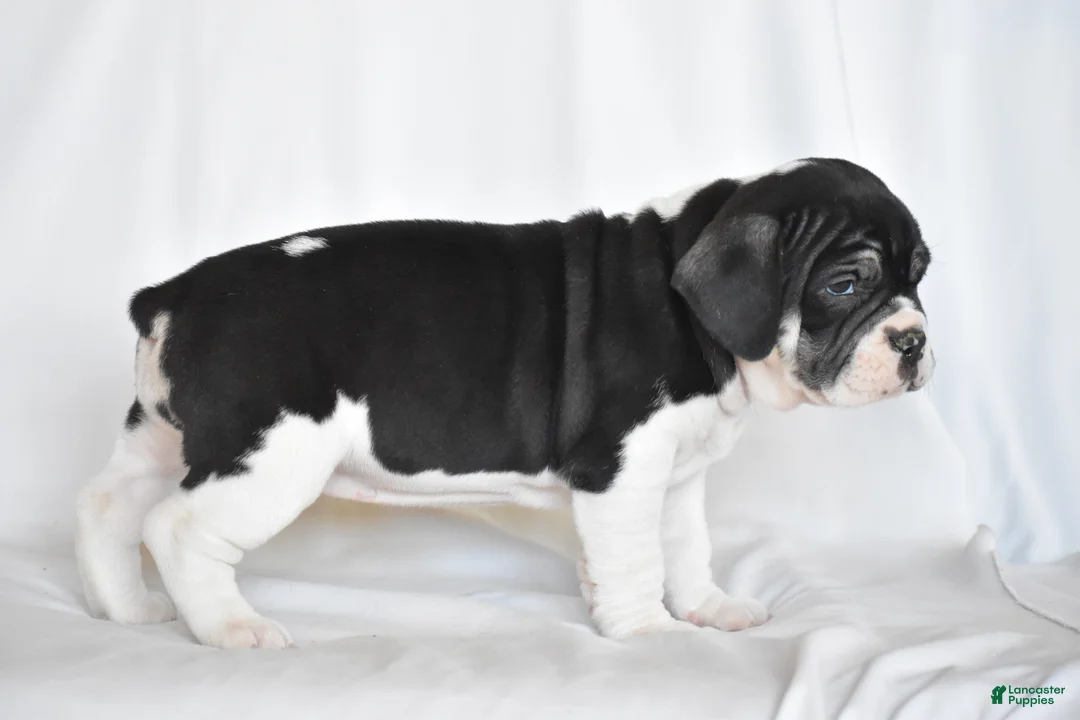 Beabull dogs for sale: Jasemine - Ad 6