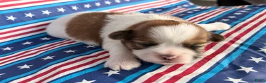 Quigley Shih Tzu 