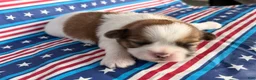 Shih Tzu dogs for sale: Quigley Shih Tzu  - Ad 1