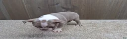 Boston Terrier dogs for sale: Shadow - Ad 5
