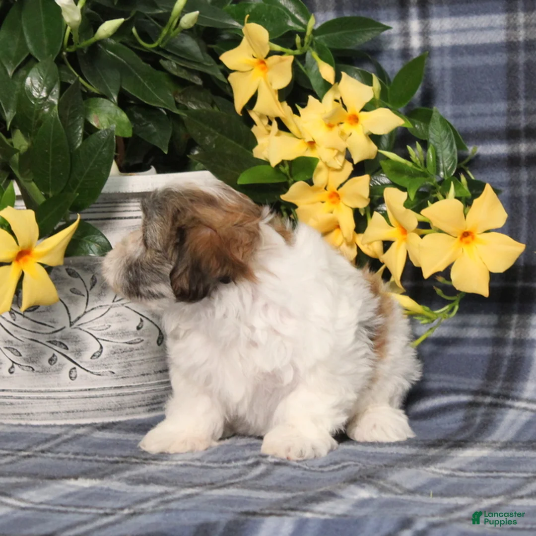 Teddy Bear dogs for sale: Opal - Ad 2