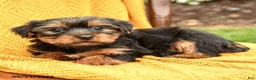 Yorkshire Terrier dogs for sale: Buddy - Ad 3