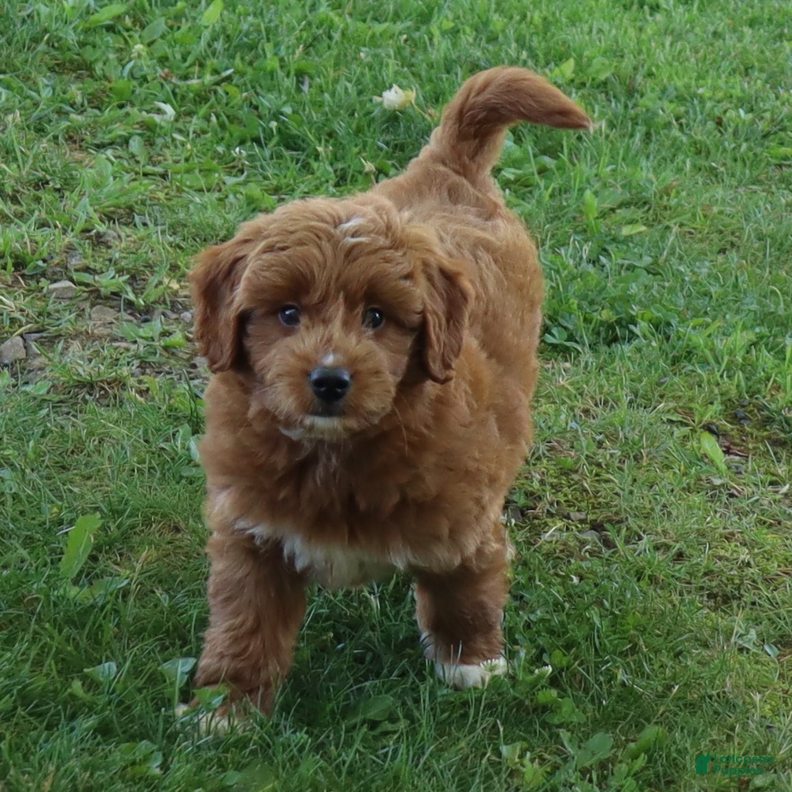 Mini Goldendoodle dogs Vicky - Ad 2