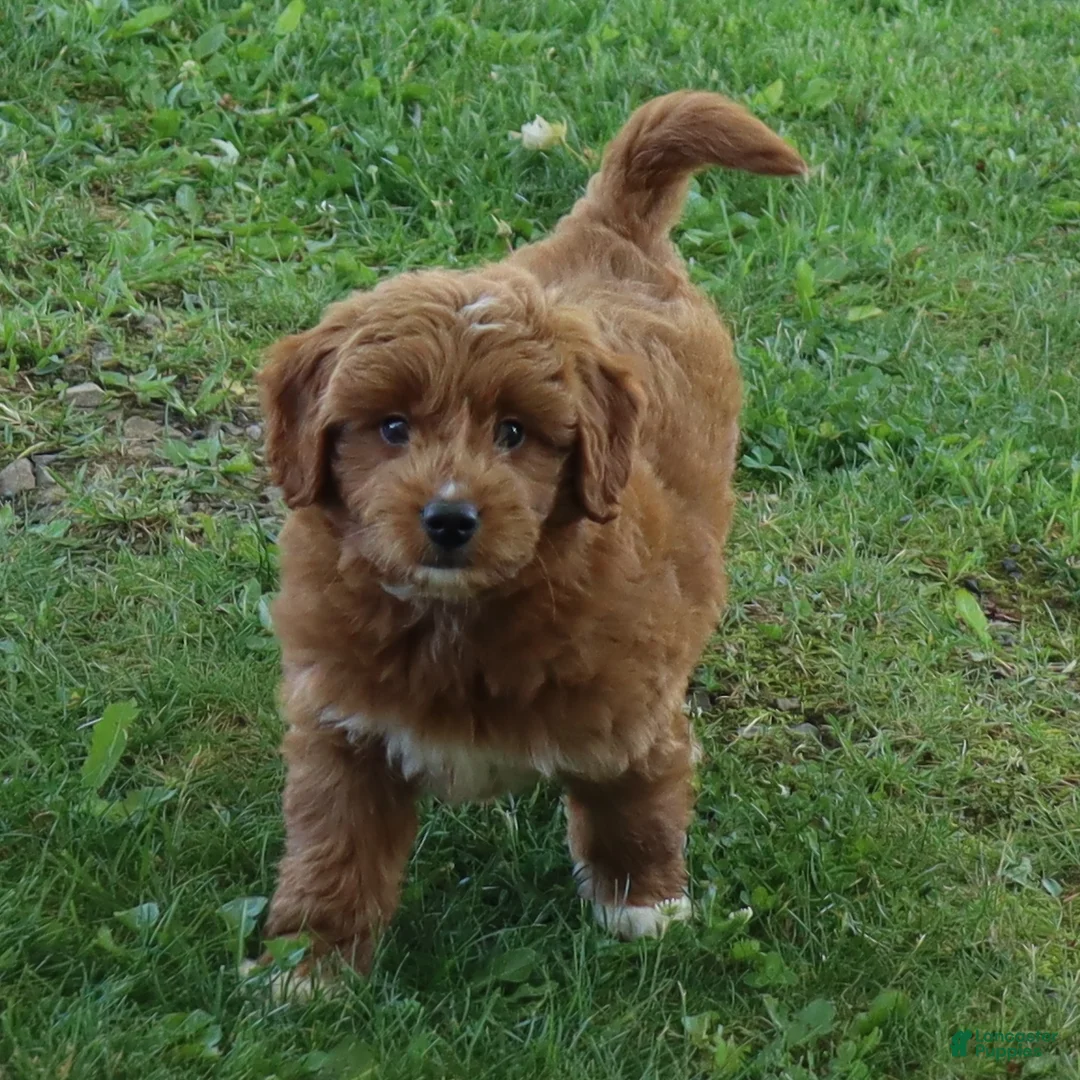 Mini Goldendoodle dogs for sale: Vicky - Ad 2