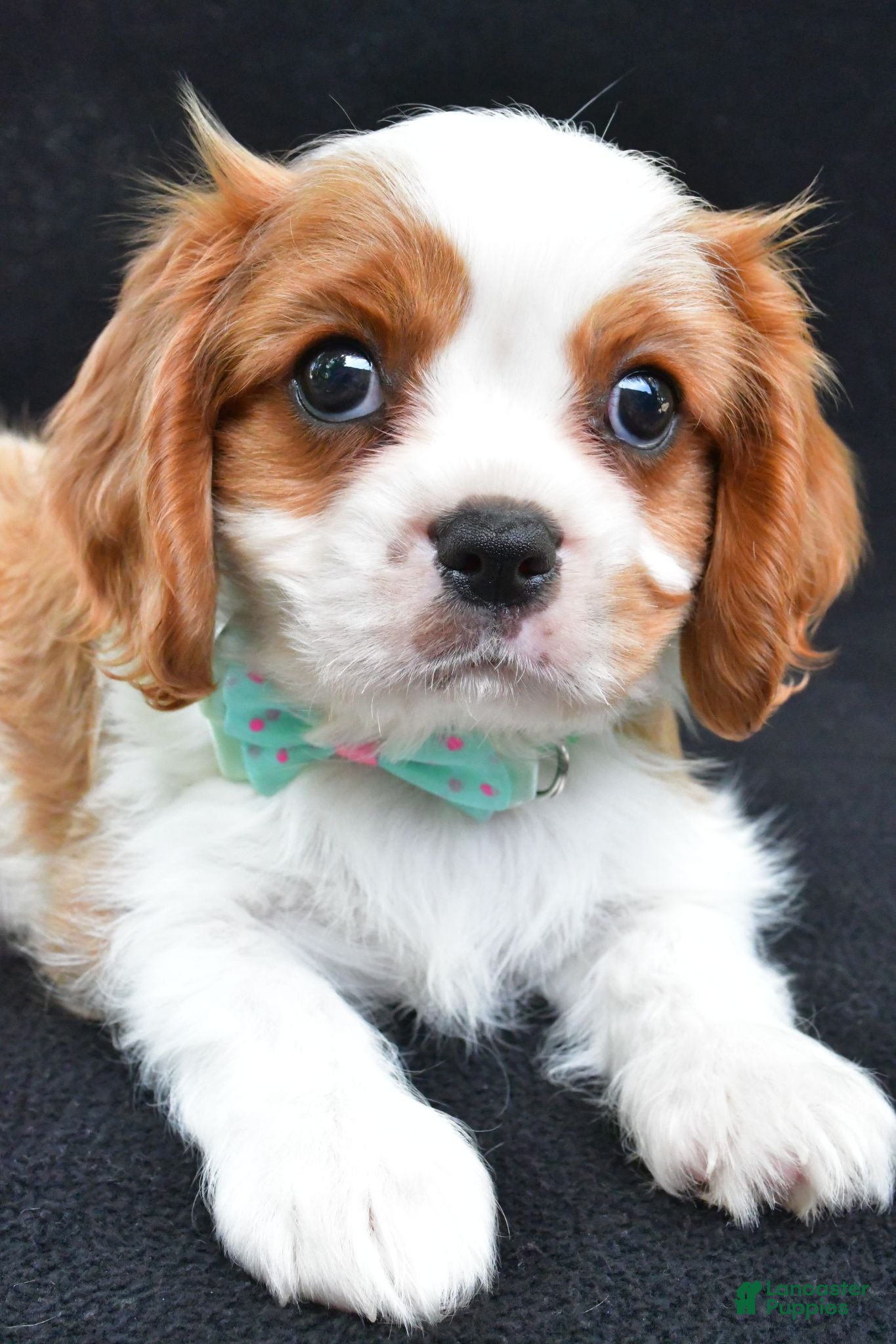 Cavalier King Charles Spaniel dogs Rex - Ad 2