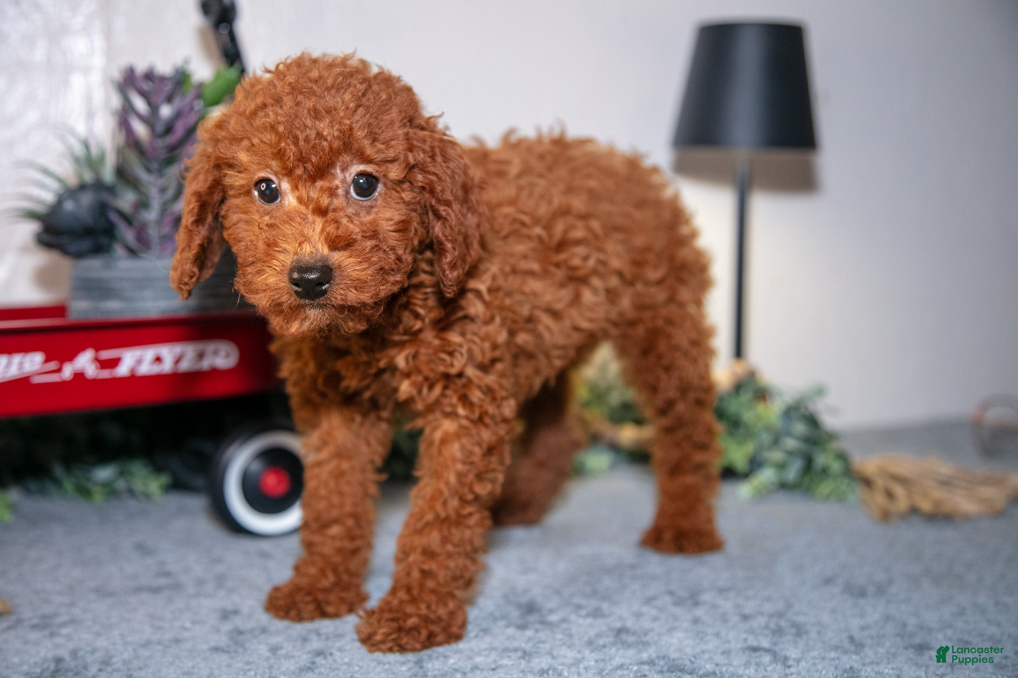 Miniature Poodle dogs Harmony - Ad 1