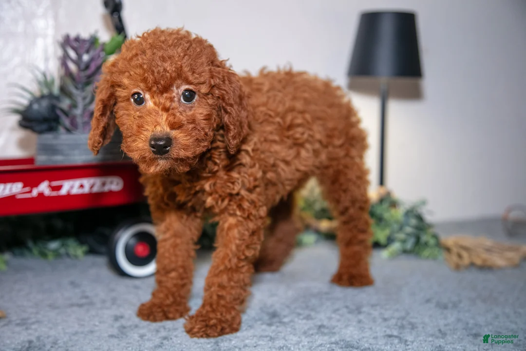 Miniature Poodle dogs for sale: Harmony - Ad 1