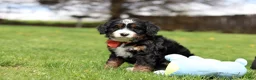 Mini Bernedoodle dogs for sale: Tulsi - Ad 7