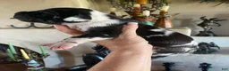 Great Dane dogs for sale: Carbon Creed's Azure Siren 🧜‍♀️ - Ad 6