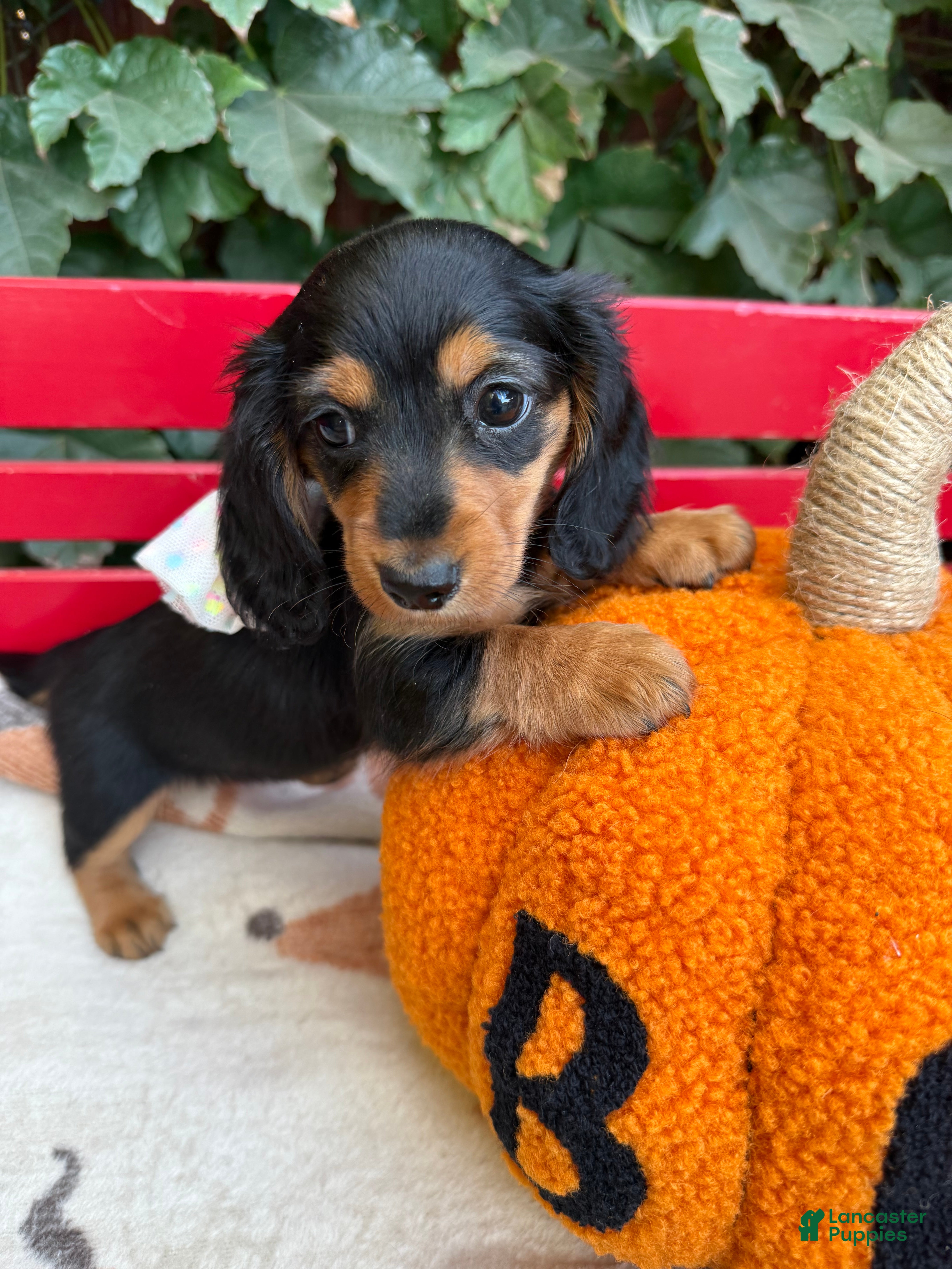 Miniature Dachshund dogs for sale: Black and tan LH female  - Ad 1