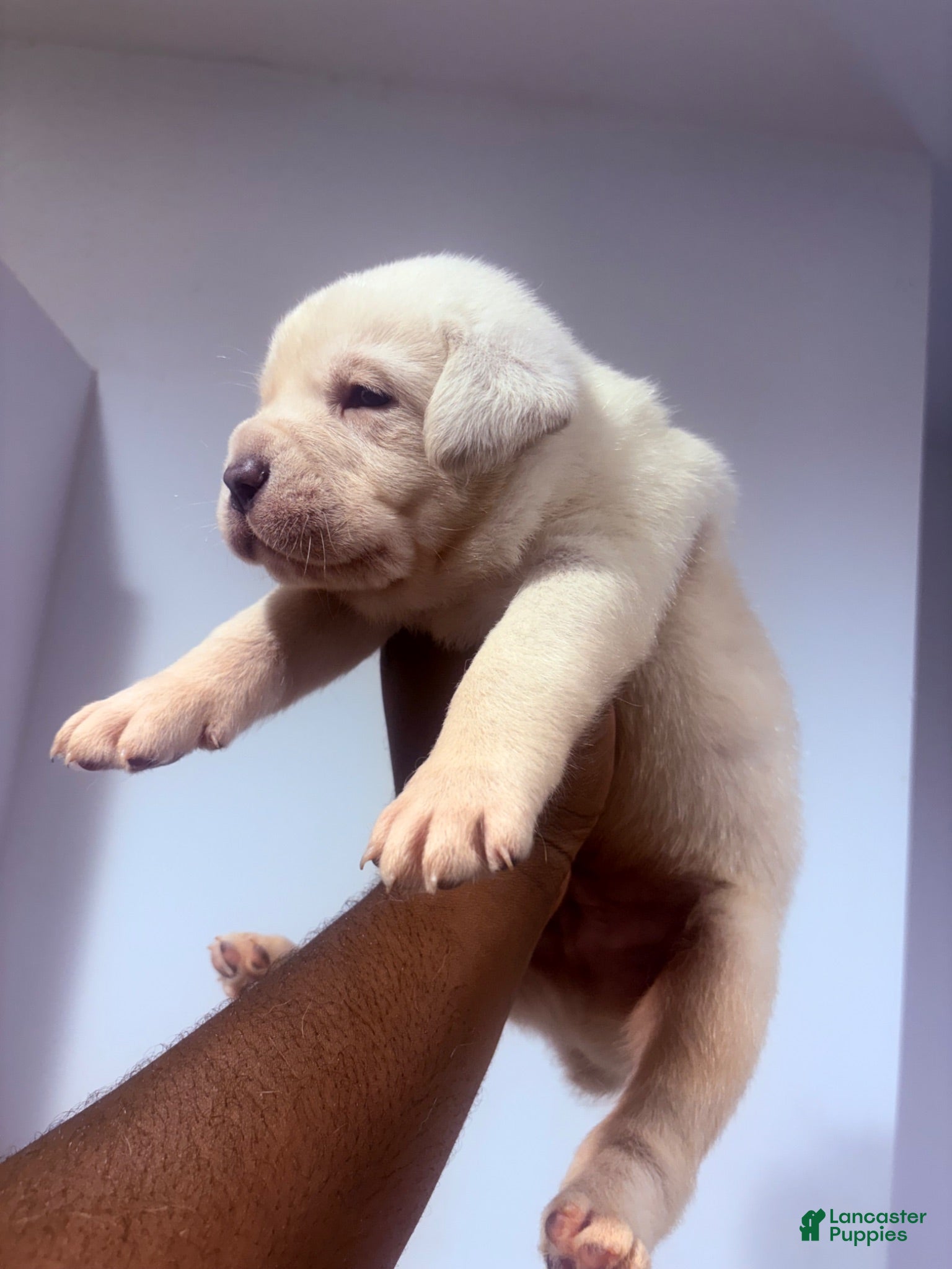 Cane Corso dogs Cane Corso 10 - Ad 1