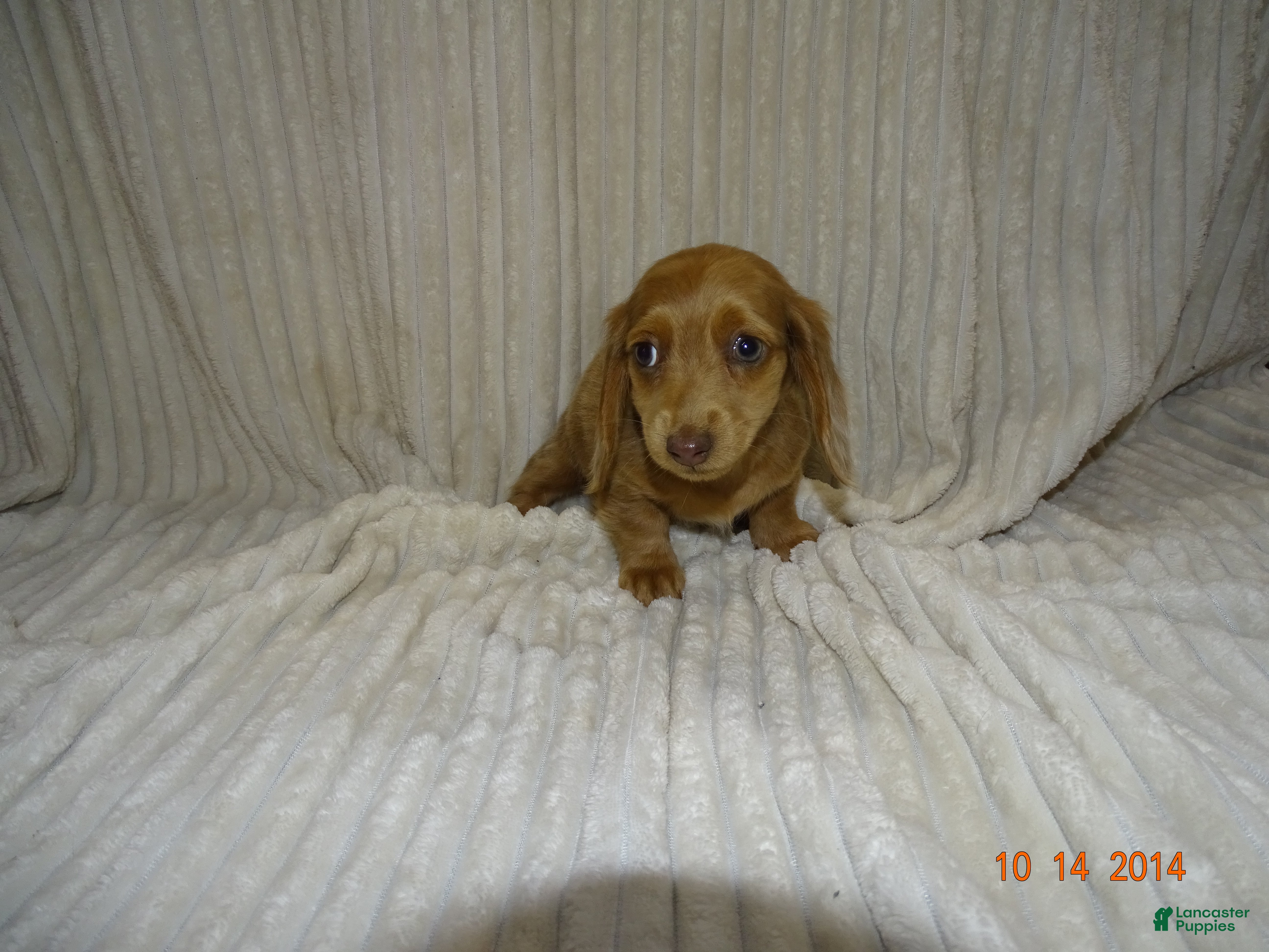 Miniature Dachshund dogs lola - Ad 2