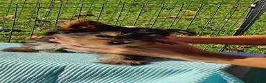 Yorkshire Terrier 2