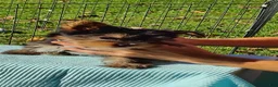 Yorkshire Terrier dogs for sale: Yorkshire Terrier 2 - Ad 1