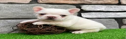 French Bulldog dogs for sale: Dakota - Ad 5