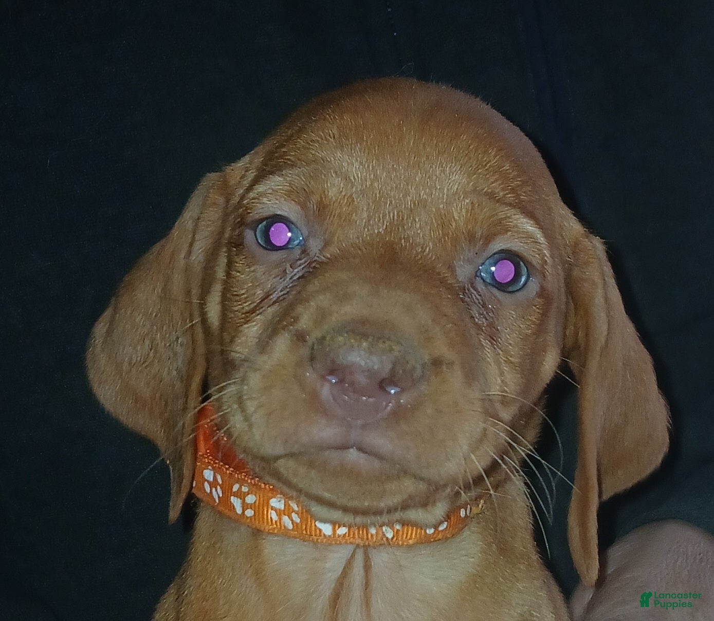 Vizsla dogs Vizsla Puppy 8 - Ad 23