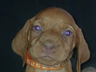 Vizsla dogs Vizsla Puppy 8 - Ad 23