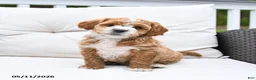 Mixed Breed dogs for sale: Peanut  - Ad 1