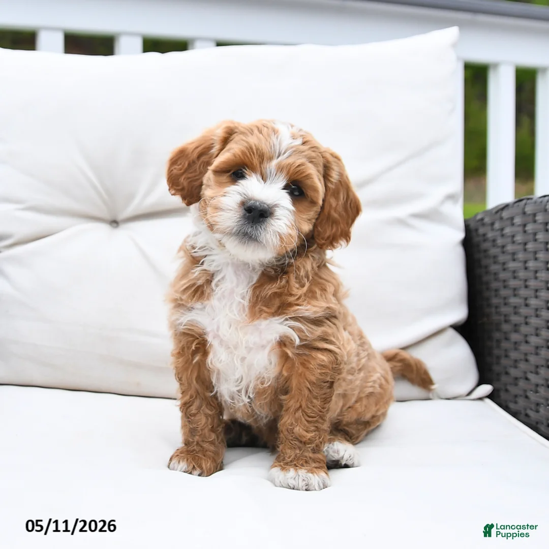 Mixed Breed dogs for sale: Peanut  - Ad 1
