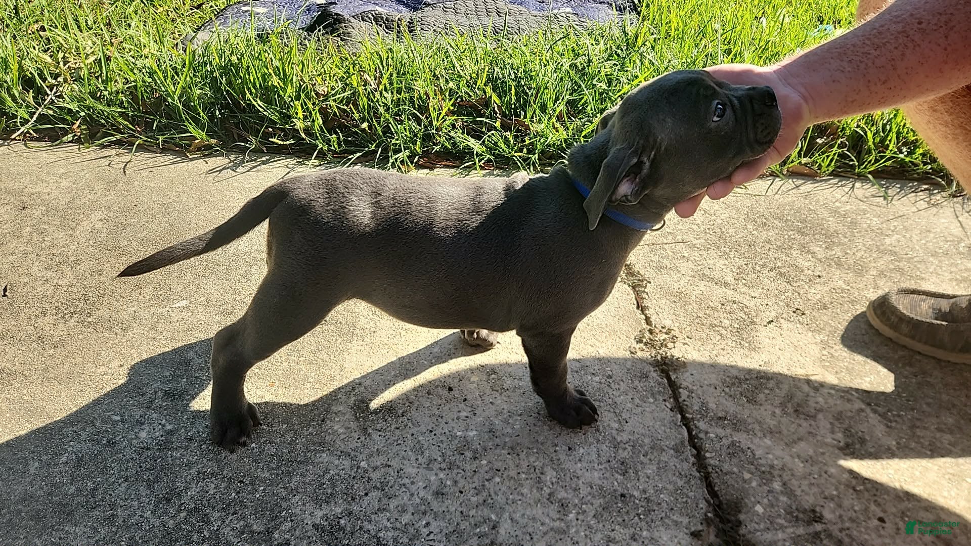 American Bully dogs for sale: Blue w/ white chest patch Female - Ad 4