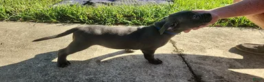 Blue w/ white chest patch Female
