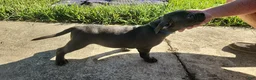 American Bully dogs for sale: Blue w/ white chest patch Female - Ad 1