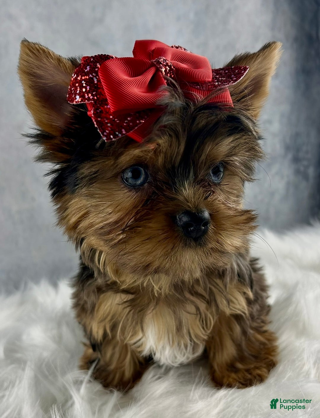 Yorkshire Terrier dogs for sale: Pixie - Ad 1