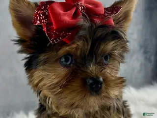 Yorkshire Terrier dogs Pixie - Ad 10