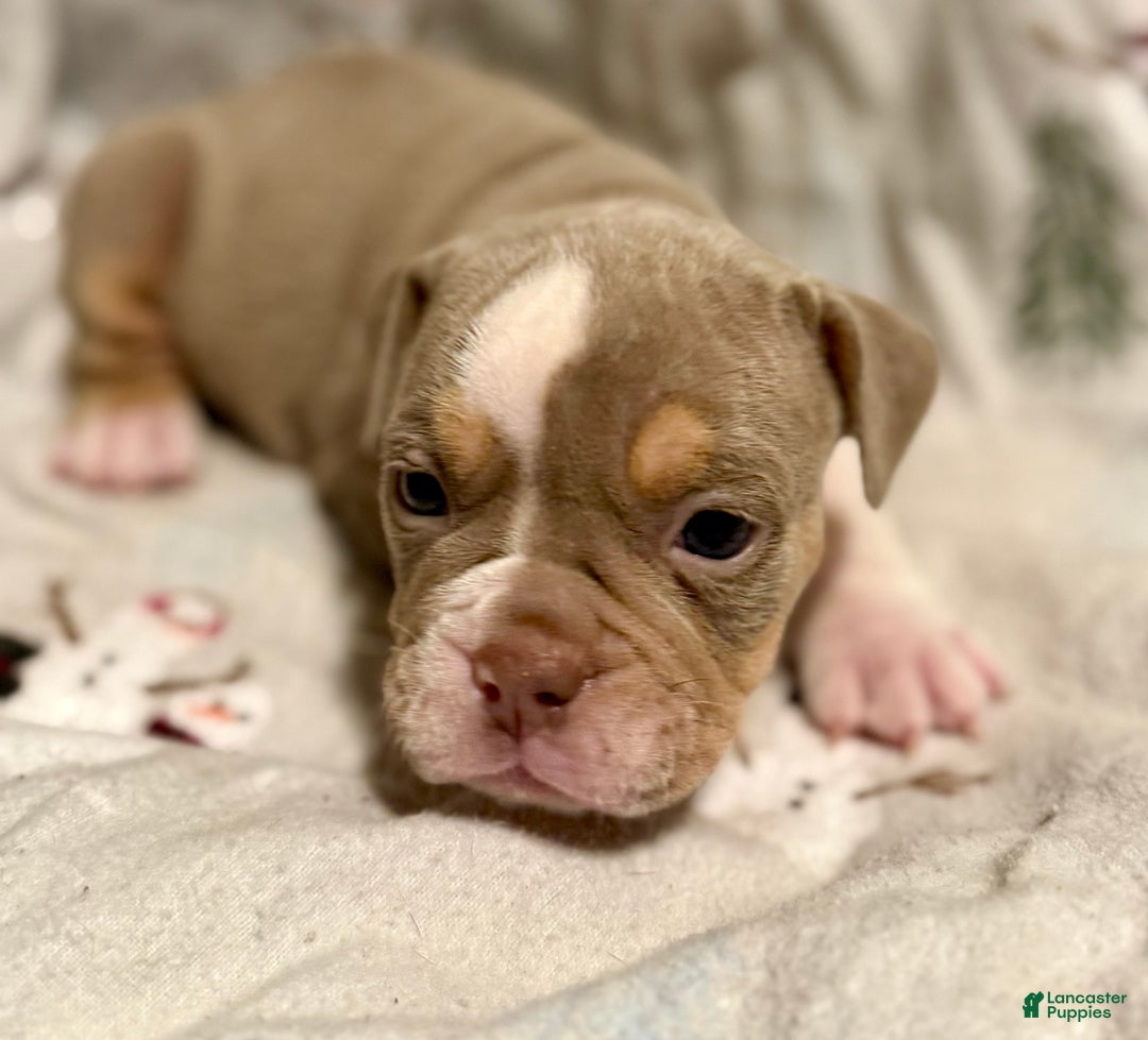 Olde English Bulldogge dogs for sale: Spencer - Ad 5