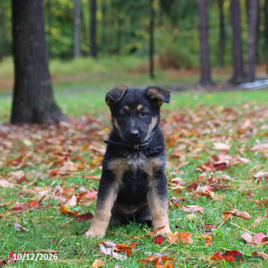 German Shepherd dogs Cookie - Ad 2