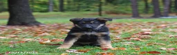 German Shepherd dogs for sale: Cookie - Ad 2