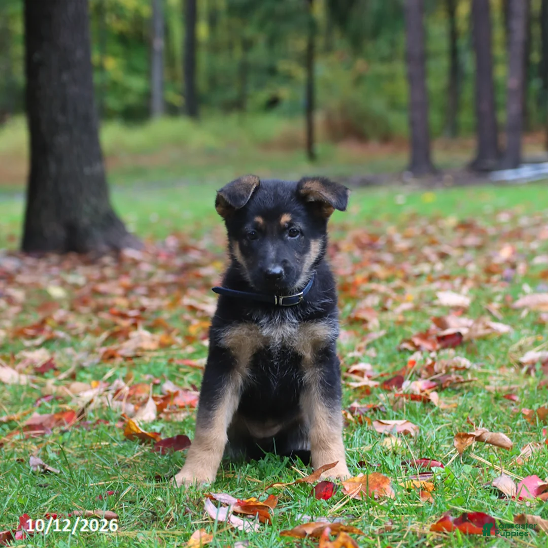German Shepherd dogs for sale: Cookie - Ad 2