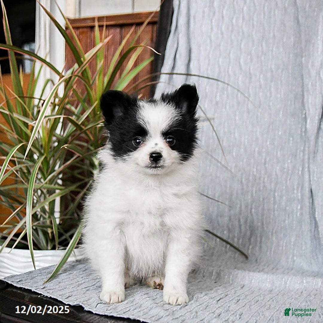 Pomeranian dogs for sale: Muffin - Ad 5