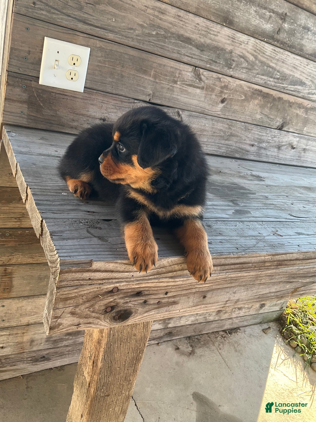 Rottweiler dogs for sale: Daisy  - Ad 12