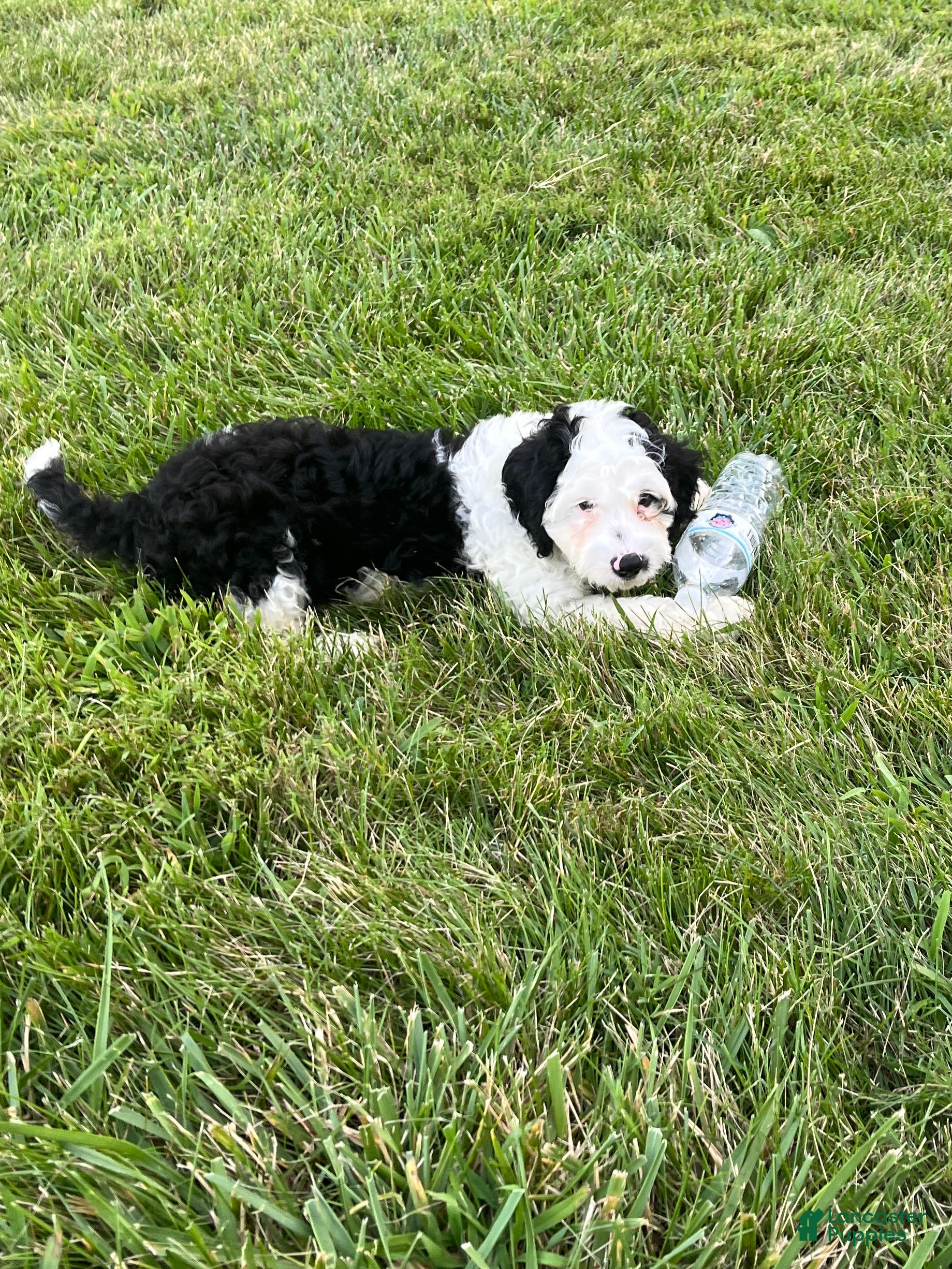 Mixed Breed dogs Mixed Breed 2 - Ad 8