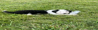 Mixed Breed 2