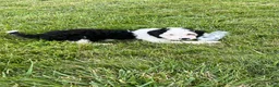 Mixed Breed dogs for sale: Mixed Breed 2 - Ad 1