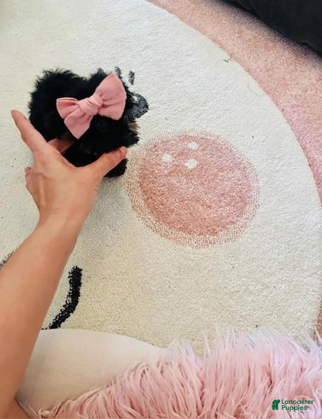 Yorkshire Terrier dogs for sale: Yorkshire Terrier Puppy 1 - Ad 5