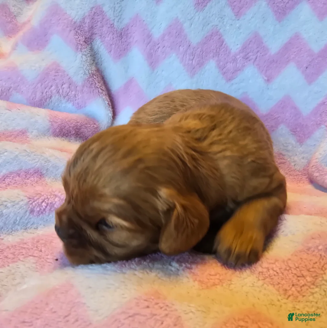 Cavalier King Charles Spaniel dogs for sale: Colt - Ad 2